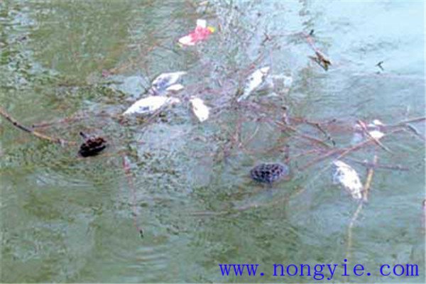 越冬死魚(yú)的原因是什么