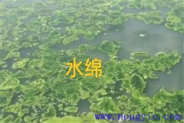 如何清除和控制水綿、水網(wǎng)藻和湖靛等敵害生物