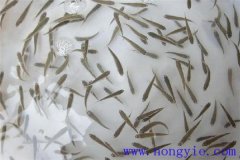 怎樣高效益養(yǎng)殖異育銀鯽 其魚苗魚種如何培育？