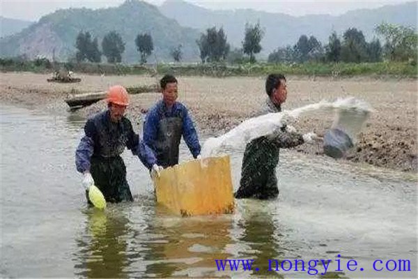 魚(yú)塘施肥方法及注意事項(xiàng)