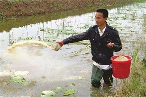 飼料投喂技術(shù)要點(diǎn)