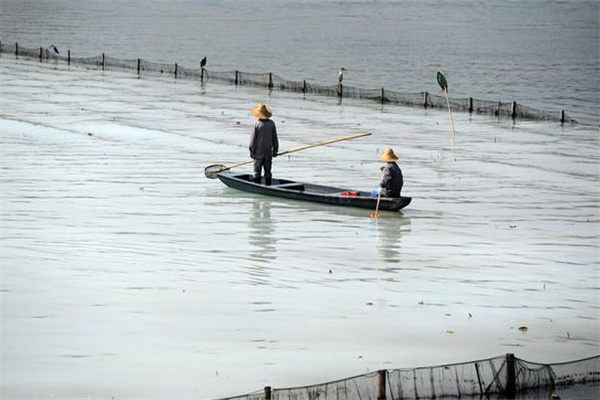 清除野雜魚，減少爭食者