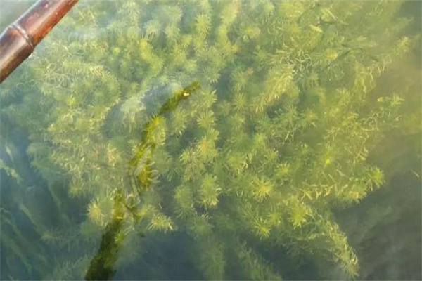 青苔對水產(chǎn)養(yǎng)殖好處