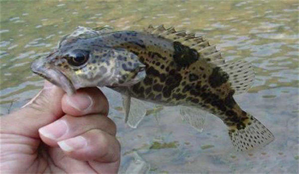 桂花魚(鱖魚)病毒病的流行特點