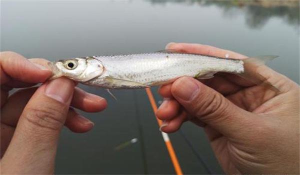 釣白條魚(yú)要注意什么