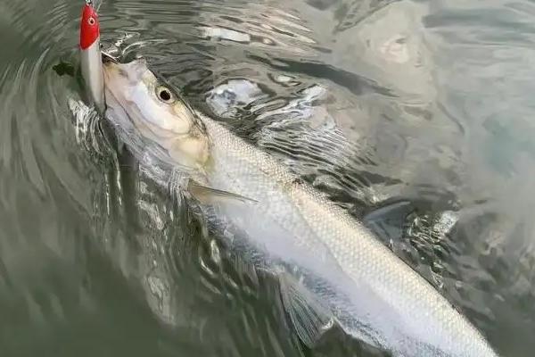 釣翹嘴魚的用餌技巧