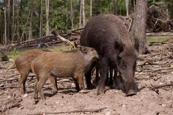 野豬是保護(hù)動物嗎