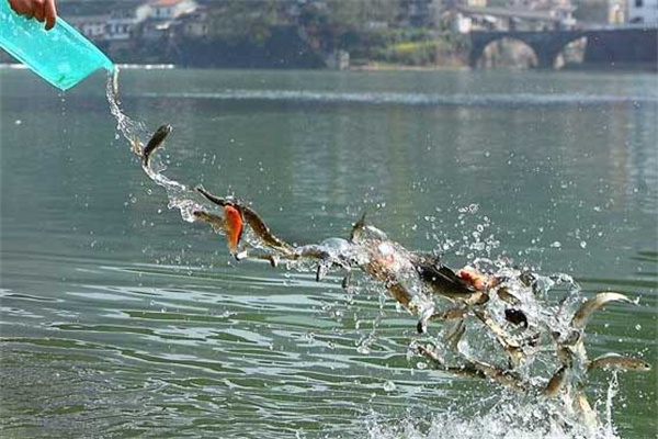 北方地區(qū)魚(yú)苗下塘要注意些什么