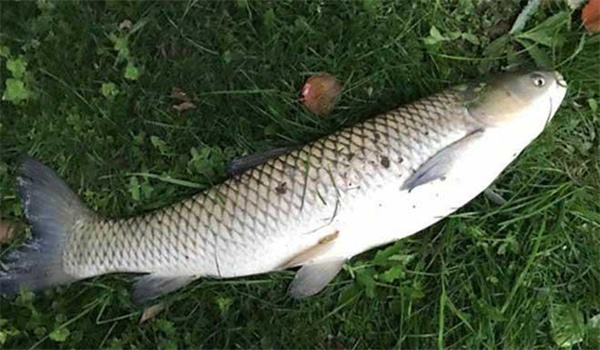 釣草魚(yú)用什么餌最好