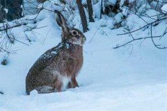 冬季野兔的活動規(guī)律，它冬天什么時候出來？