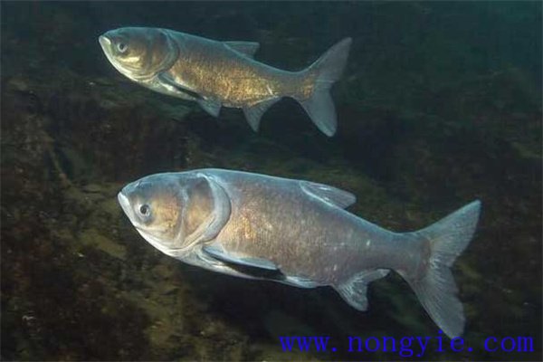 家魚混養(yǎng)池只死鰱鳙魚的原因