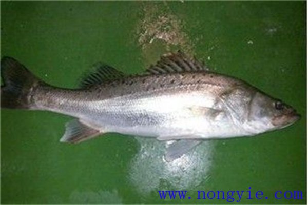 加州鱸魚(yú)飼料的研究與開(kāi)發(fā)