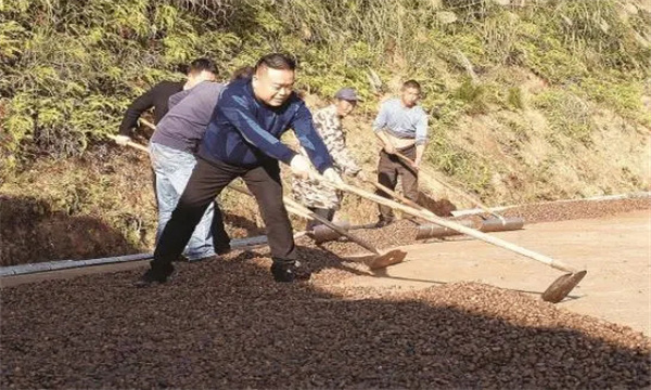 茶籽播種前應做怎樣的處理