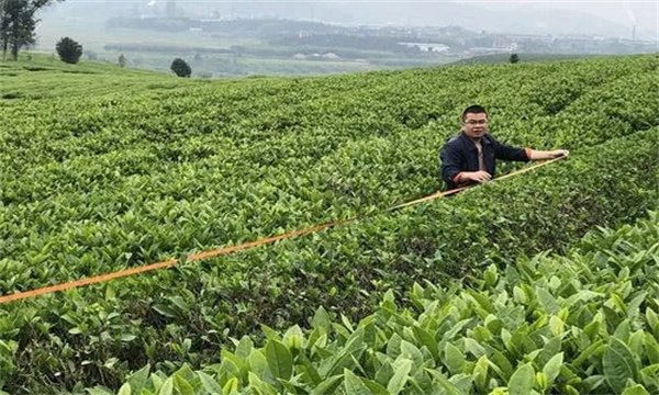 如何對(duì)茶樹進(jìn)行定型修剪