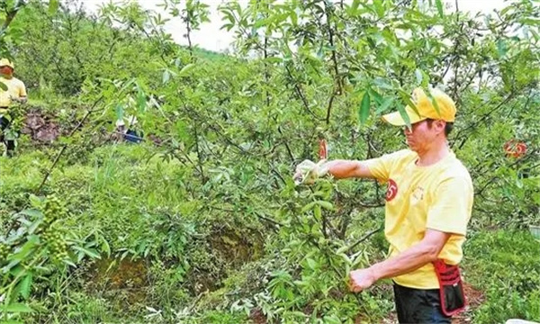 花椒樹的修剪方法