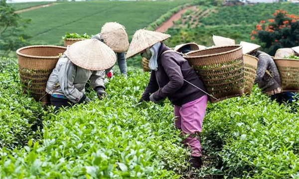 衡量茶樹鮮葉質(zhì)量好壞的指標