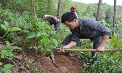 茯苓種植技術(shù)與栽培管理方法簡介