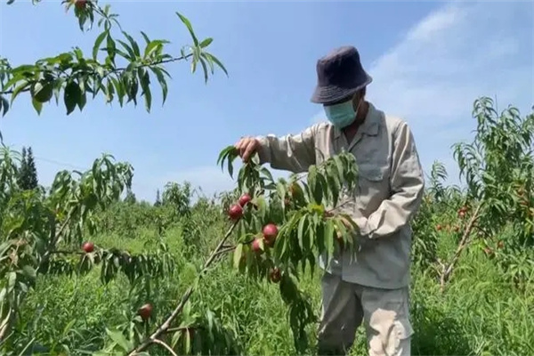 油桃樹(shù)采收前是否可以疏剪