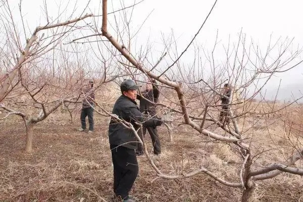 桃樹(shù)冬季管理主要有哪些工作