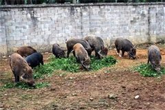 飼養(yǎng)野豬要注意哪些問(wèn)題 野豬能與家豬雜交嗎？