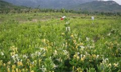 金銀花的產地有哪些？金銀花的功效與主治作用