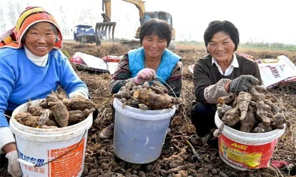 何首烏的采收與加工