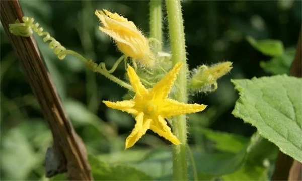 黃瓜為什么出現(xiàn)雌花過(guò)多