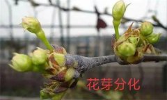 梨樹開花結(jié)果有什么特點(diǎn)？