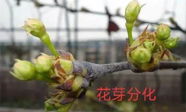 梨樹(shù)花芽分化