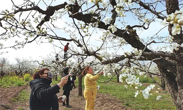 梨樹(shù)的開(kāi)花、授粉和坐果