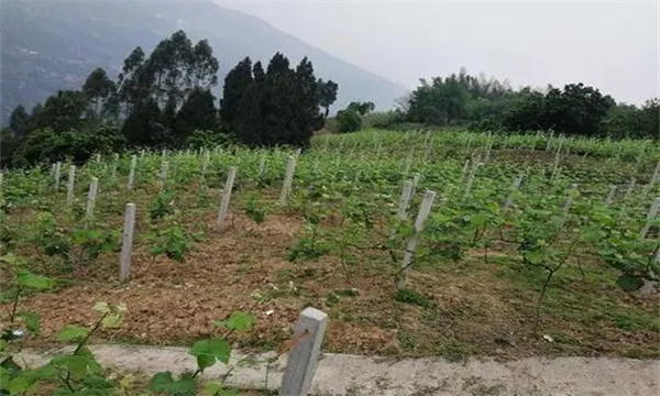 在河灘地、山地、鹽堿地和黏土地上建葡萄園