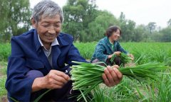 薹韭與韭菜有何區(qū)別 如何使薹韭早抽薹多抽薹？