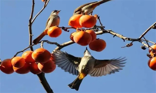 鳥害如何預(yù)防