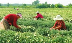 菊花的采收時間、采收方法與加工與貯藏問題