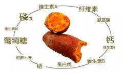 紅薯的營養(yǎng)特點 紅薯的輔助功能知多少？