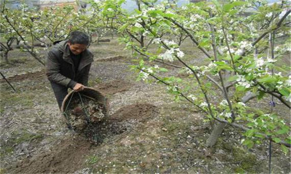 梨樹(shù)如何使用肥料