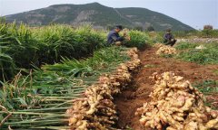 種植生姜怎樣進(jìn)行科學(xué)施肥？