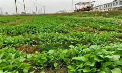 油菜日光溫室早春、秋延遲栽培技術(shù)要點有哪些