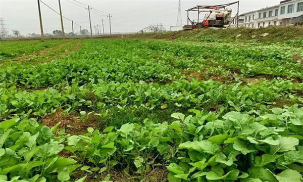 直播油菜