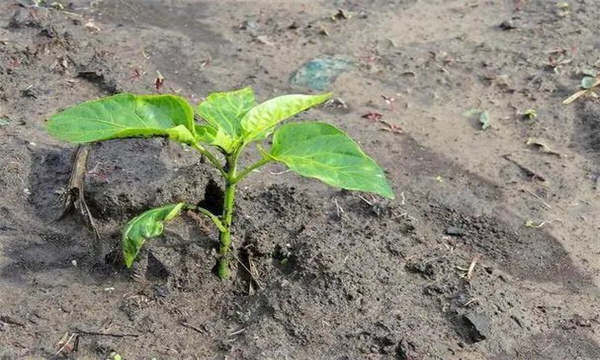 辣椒定植之前如何確定水平線