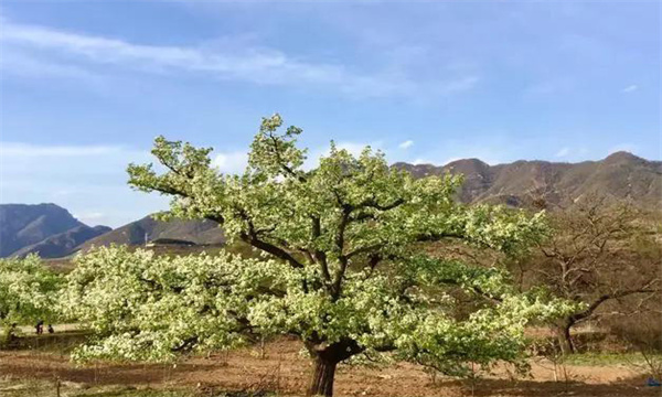 梨樹二層開心形及整形修剪技術(shù)